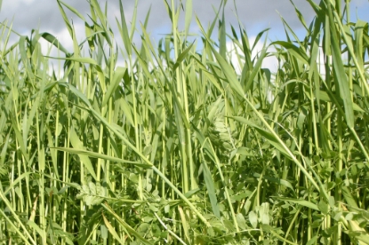 Picture of Over Winter Mix